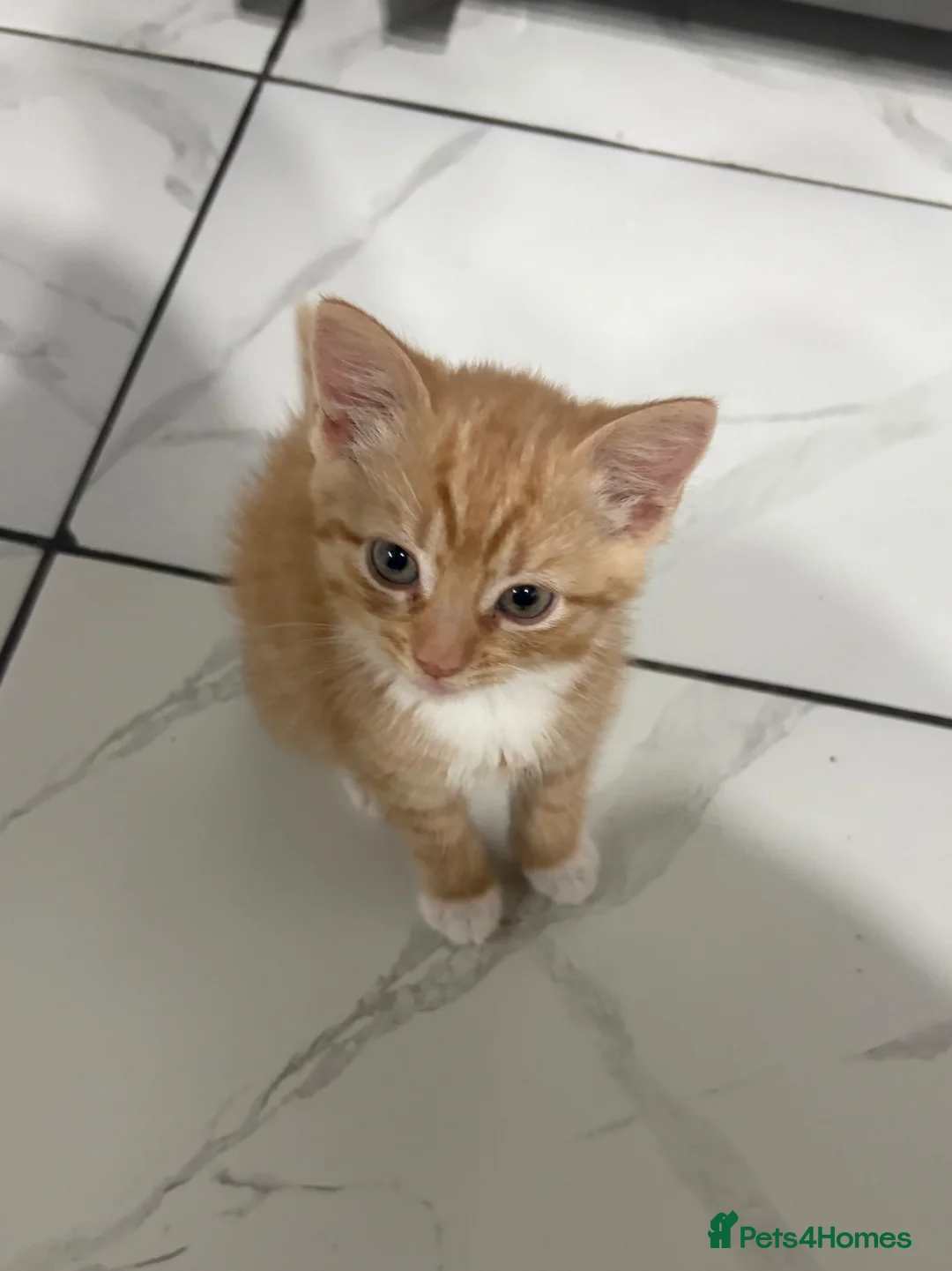 Mixed Breed cats for sale: Ginger kitten - Advert 1