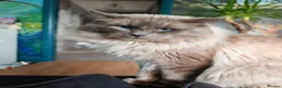Ragdoll cats for sale: Ragdoll kittens  - Advert 14