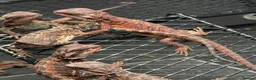 Bearded Dragon reptiles for sale: Black bloodline 100% red monster bearded dragons  - Advert 3