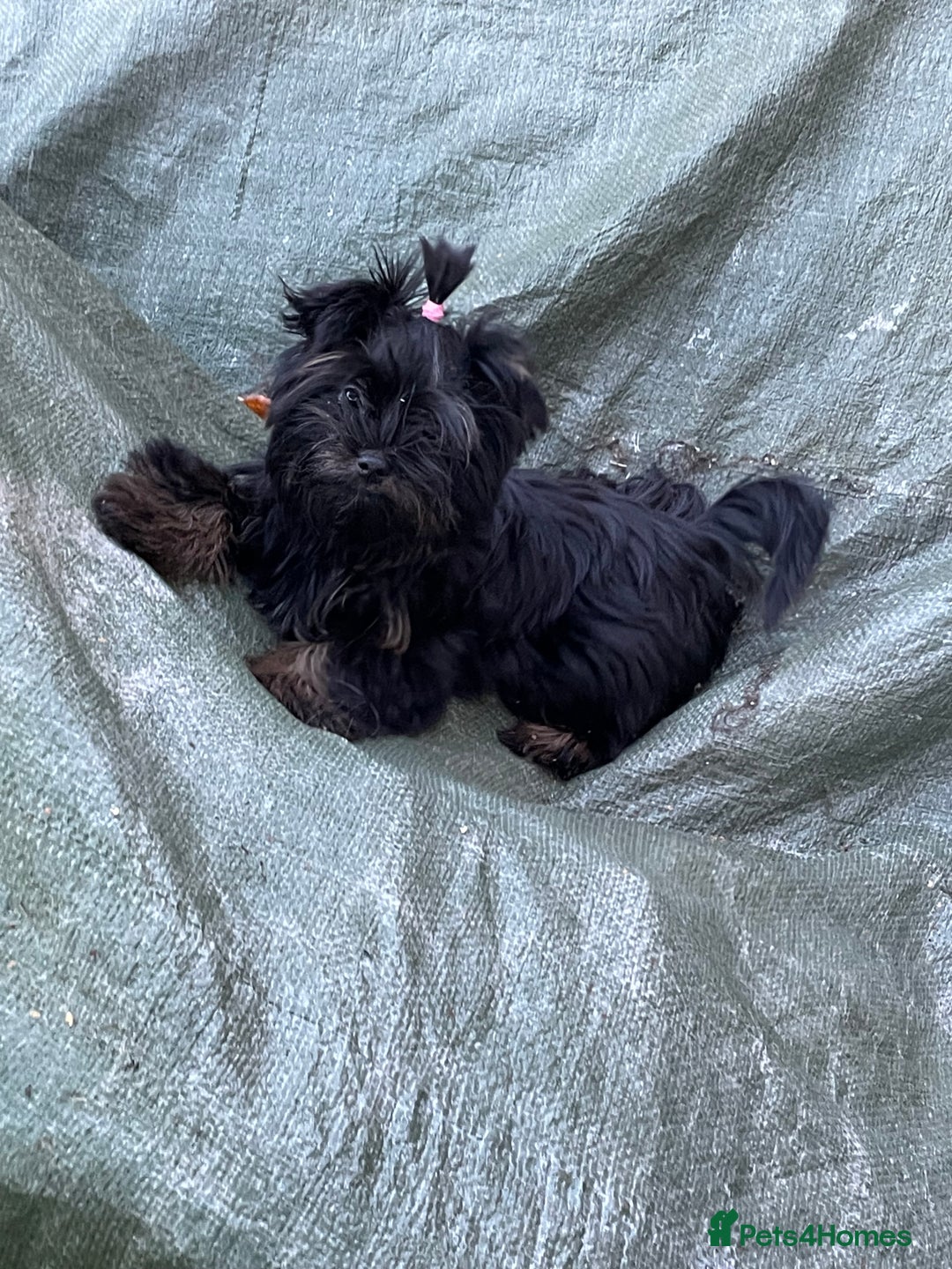 Yorkshire Terrier dogs for sale: 🥰🥰Yorkshire Terrier black tan🐶🐶 - Advert 18