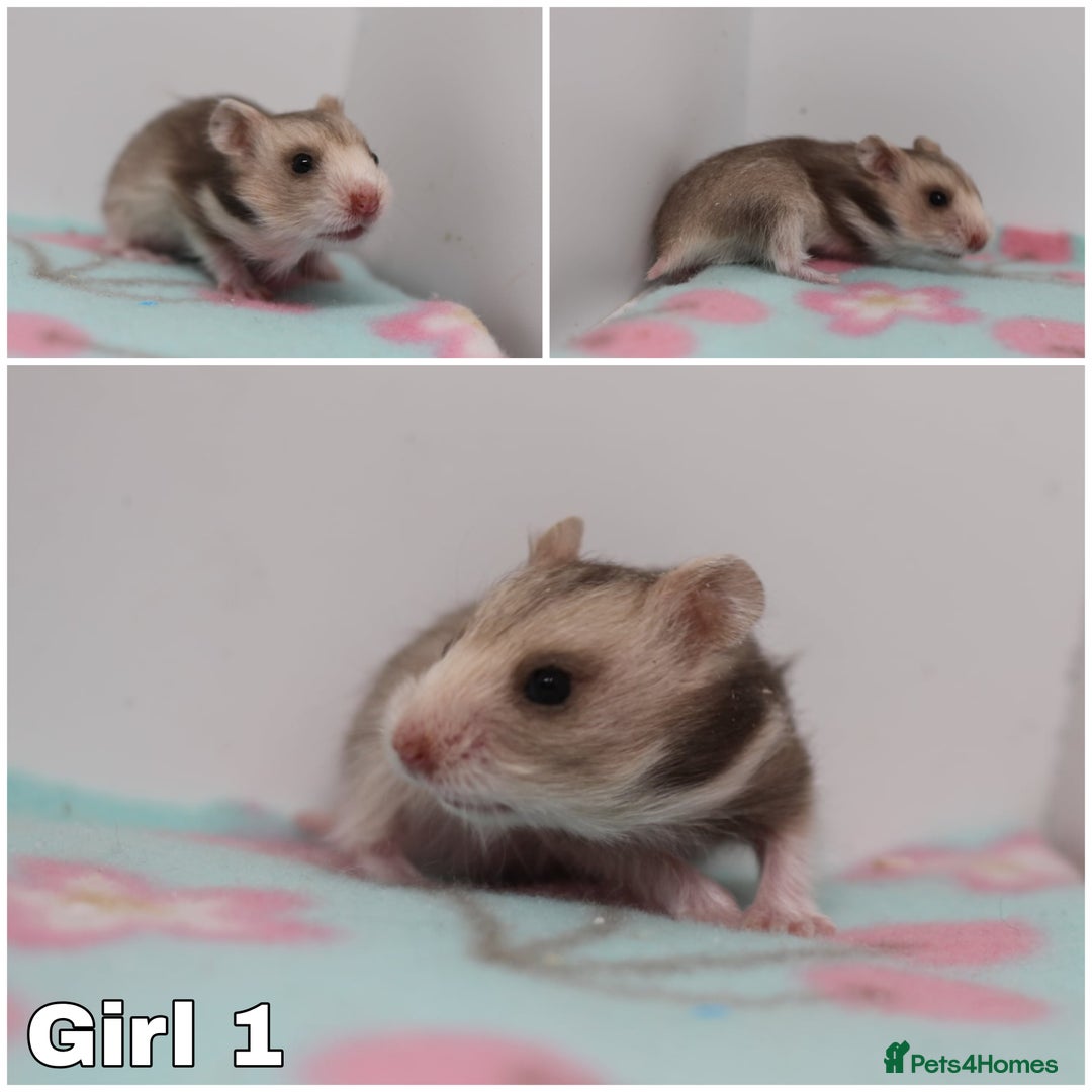 Hamster rodents for sale: Beautiful Syrian hamsters ready to reserve - Advert 1