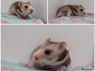 Hamster rodents Beautiful Syrian hamsters ready to reserve - Advert 4