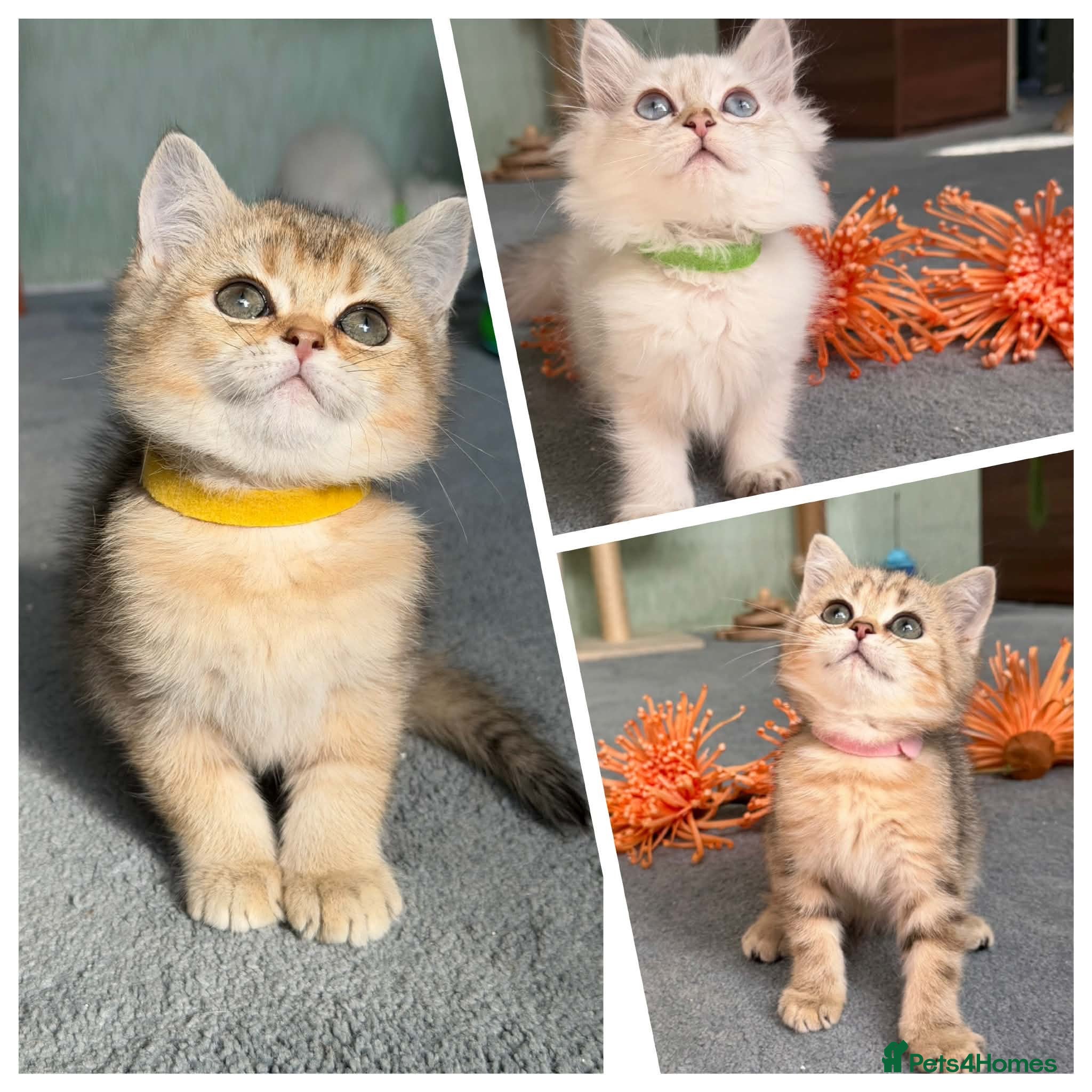 British Shorthair cats 4 Gorgeous British Shorthair TICA kittens - Advert 14