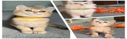 British Shorthair cats for sale: 4 Gorgeous British Shorthair TICA kittens - Advert 1
