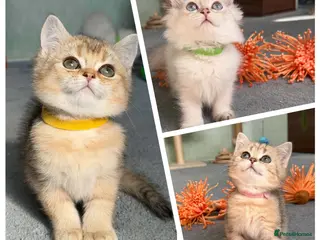 British Shorthair cats 4 Gorgeous British Shorthair TICA kittens - Advert 1