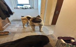 Akita dogs for stud: American akita proven stud  - Image 20