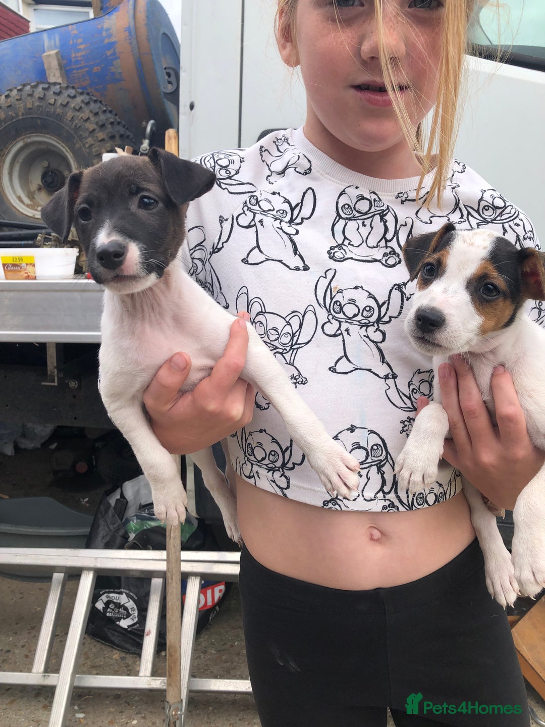 Jack Russell dogs for sale: Lovely jack Russell, puppies 3 left  - Image 4