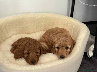 Cockapoo dogs - Advert 35