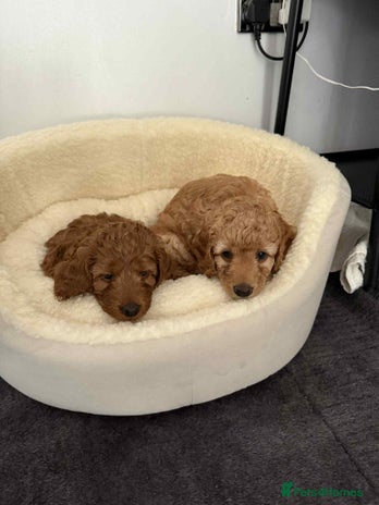 Cockapoo dogs - Advert 3