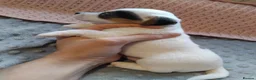 Jack Russell dogs for sale: Full jack russle pups  - Advert 12