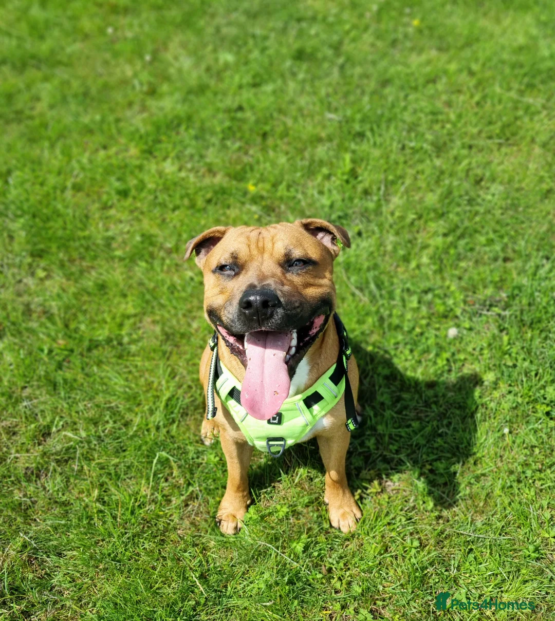 Staffordshire Bull Terrier dogs for stud: Cody  - Advert 2
