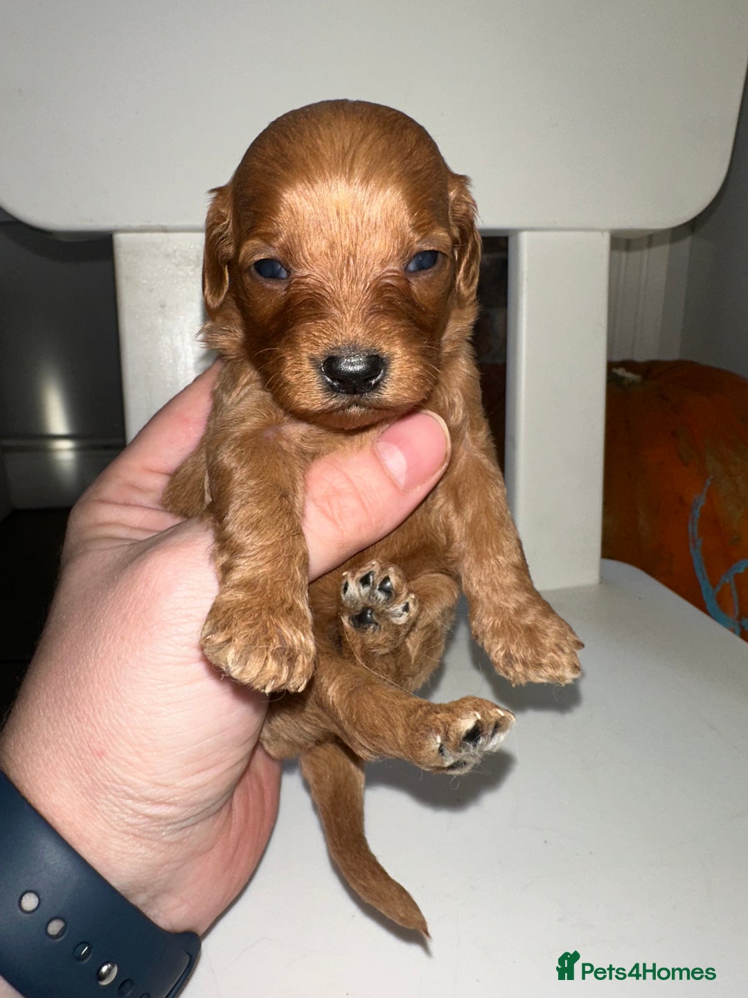 Goldendoodle dogs for sale: Miniature Goldendoodles - Ready Mid December  - Advert 27