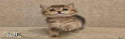British Shorthair cats for sale: GCCF British Shorthair Babies Ready Soon 🐱 - Advert 11