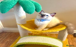 Ragdoll cats for sale: Show Quality TICA Reg Kittens - Champ Bloodline  - Image 8