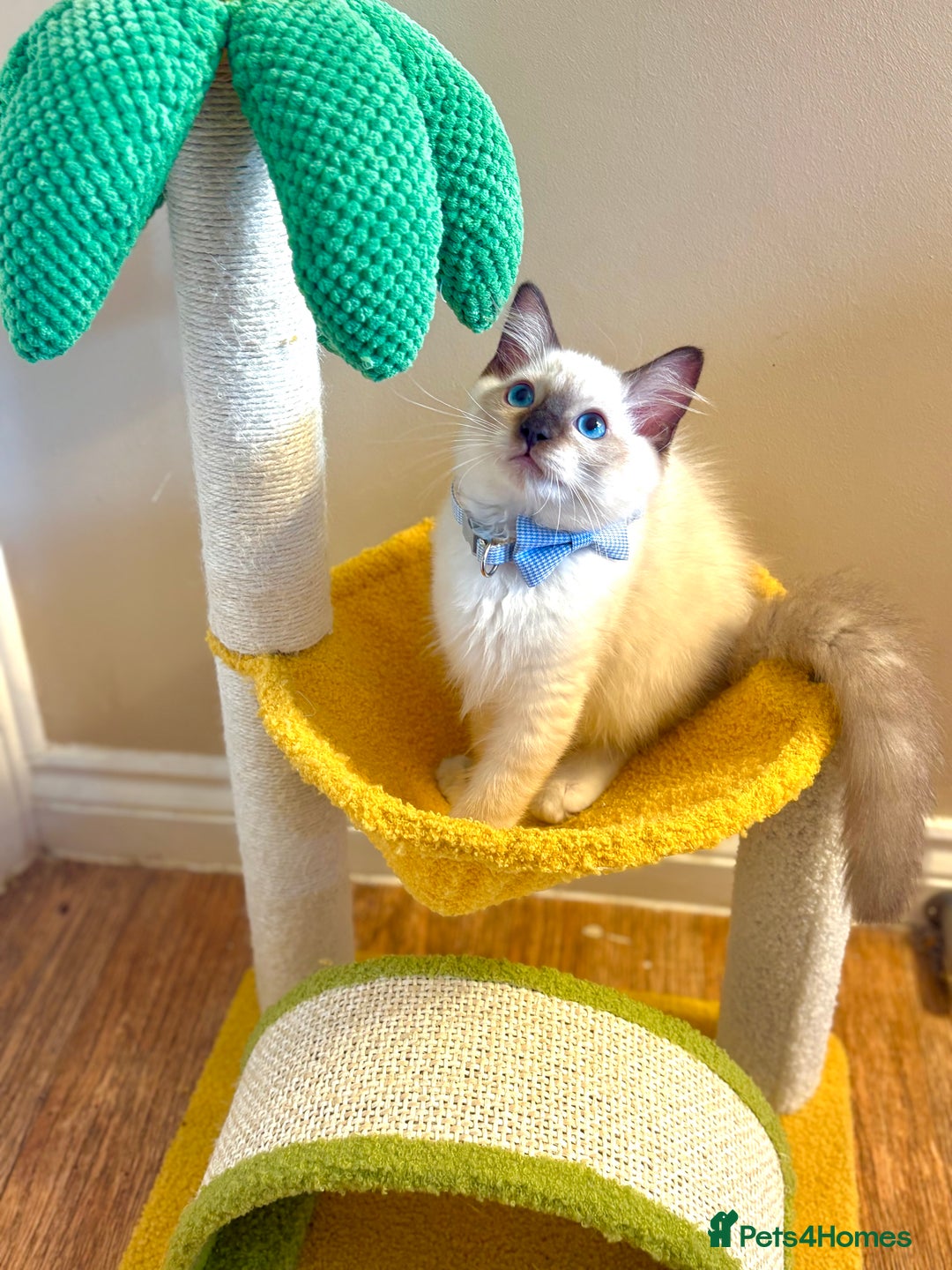 Ragdoll cats for sale: Show Quality TICA Reg Kittens - Champ Bloodline  - Image 8