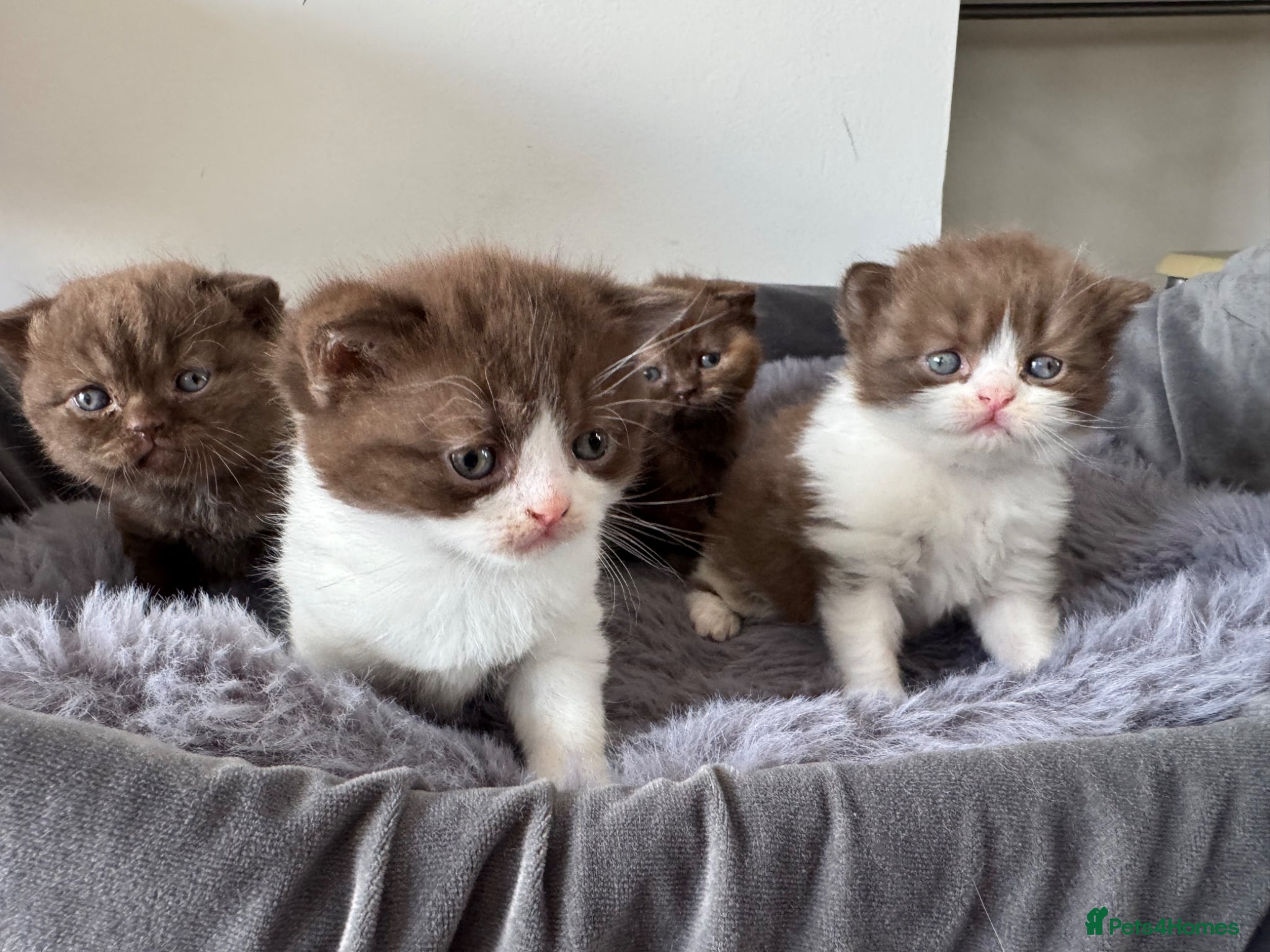 British Shorthair cats British shorthair kittens  - Advert 1