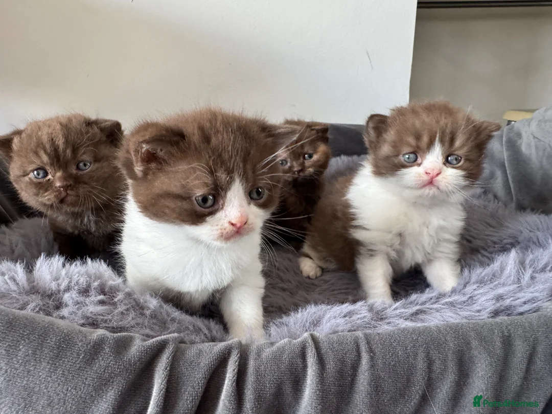 British Shorthair cats for sale: British shorthair kittens  - Advert 1