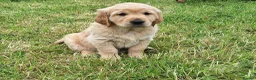 Golden Retriever dogs for sale: Beautiful litter of Golden Retriever puppies 🐶  - Advert 30