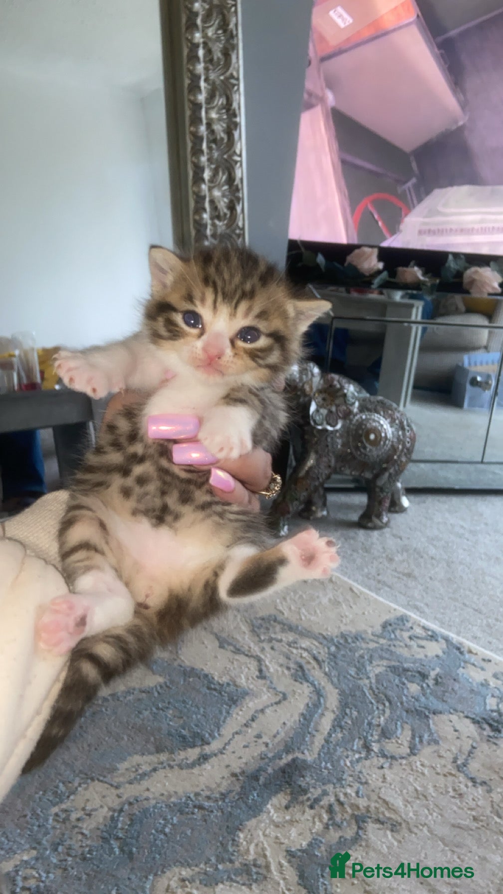 Mixed Breed cats Ready to go🥰2 x bengal/British shorthair babies  - Advert 18