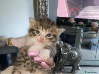 Mixed Breed cats Ready to go🥰2 x bengal/British shorthair babies - Advert 18