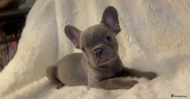French Bulldog dogs - Advert 6