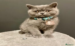British Shorthair cats for sale: Female pure British shorthair kittens - Image 18