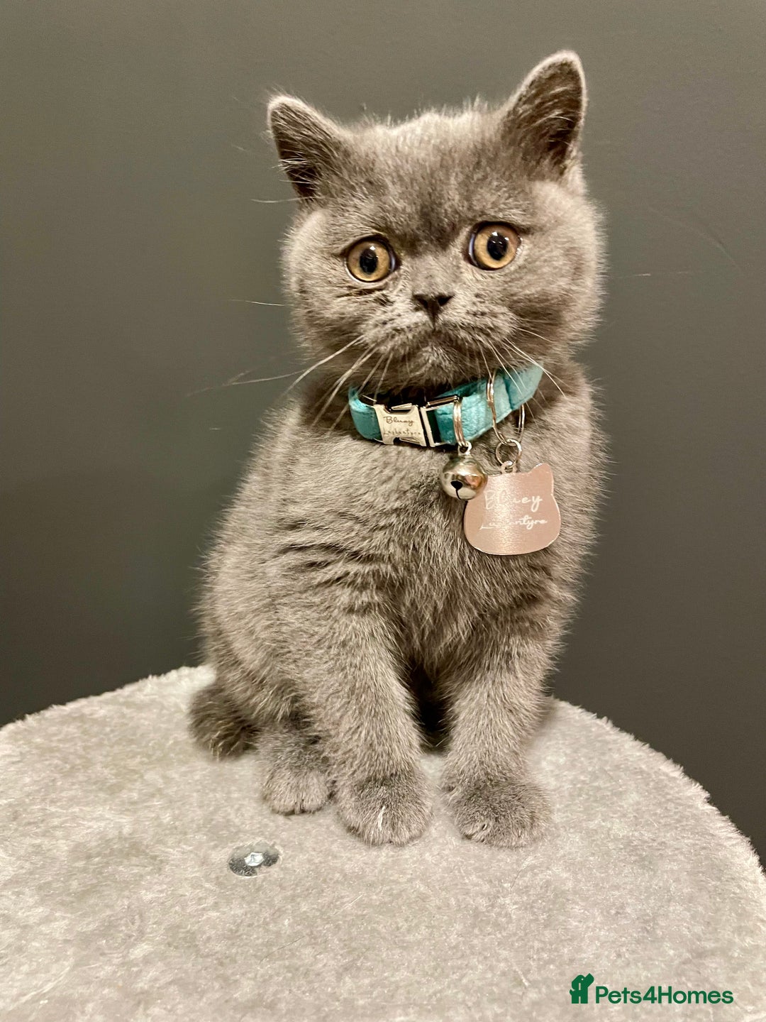British Shorthair cats for sale: Female pure British shorthair kittens - Image 18
