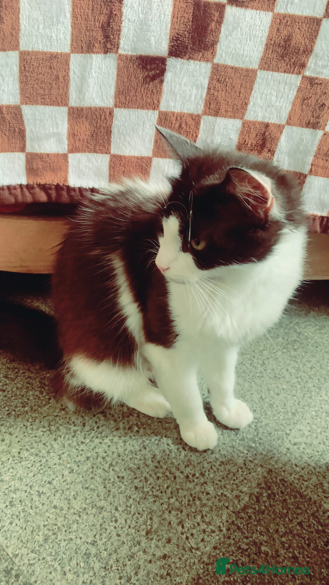 Mixed Breed cats for sale: Lovely kitten Are looking for Loving home - Image 14