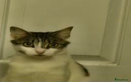 Mixed Breed cats for sale: 4 kittens for sale - Image 4
