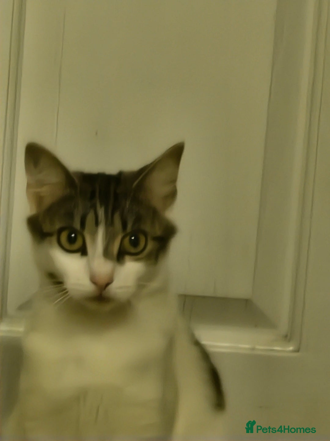 Mixed Breed cats for sale: 4 kittens for sale - Image 4