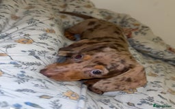 Dachshund dogs for sale: datchound pups  - Image 4