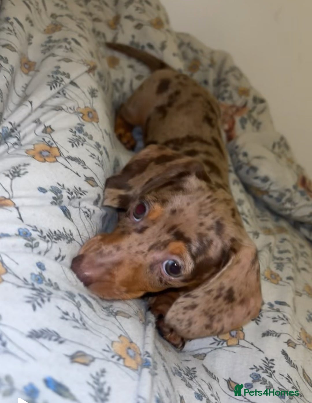 Dachshund dogs for sale: datchound pups  - Image 4
