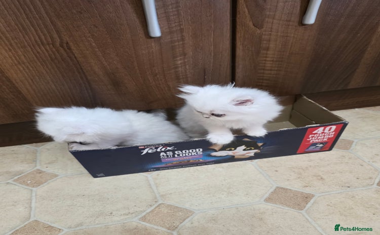 Persian cats Pedigree Chinchilla Kittens - Advert 15