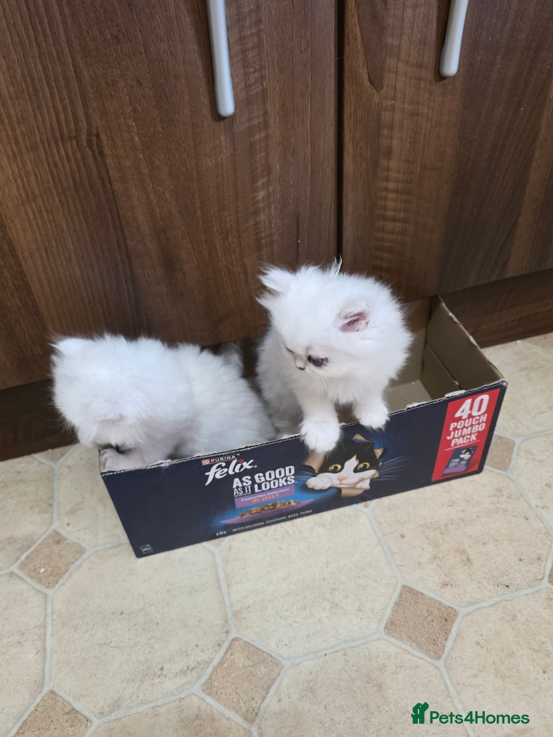Persian cats for sale: Pedigree Chinchilla Kitten - Advert 2