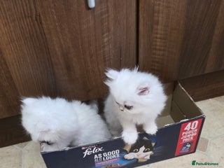 Persian cats Pedigree Chinchilla Kittens - Advert 2