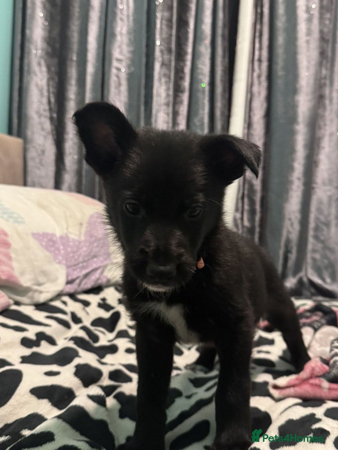 Shepsky dogs for sale: Shepski pups - Advert 14