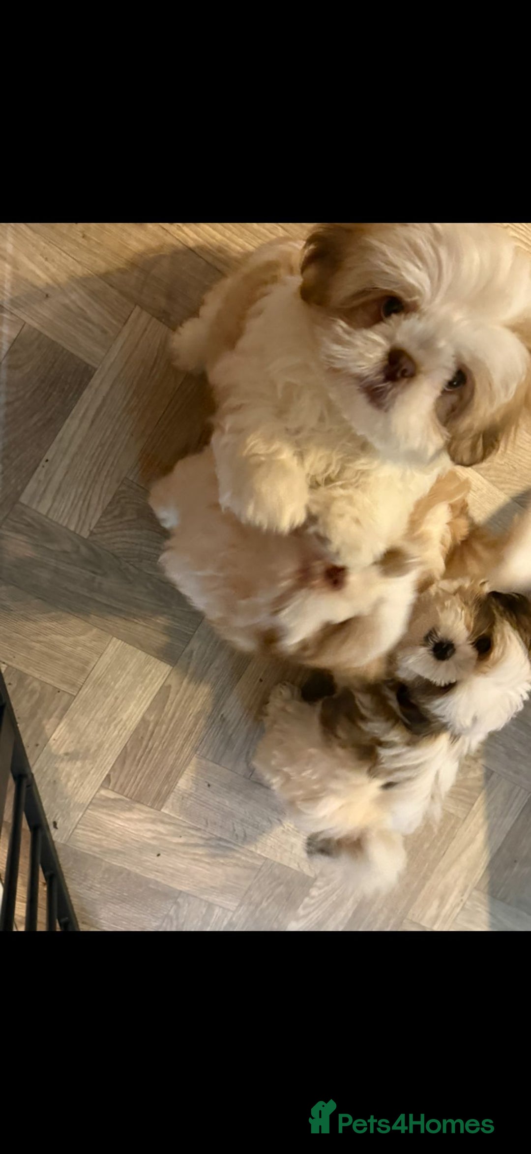 Mixed Breed dogs for sale: 4 beautiful little puppies chihuahua/shih tzu X - Advert 12