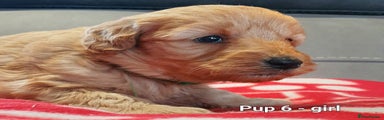 Goldendoodle Puppy 6