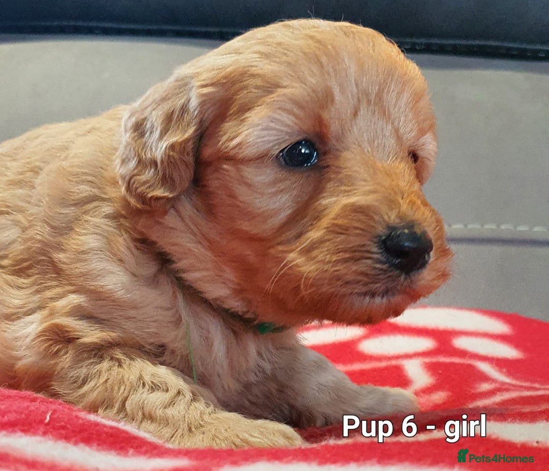 Goldendoodle dogs for sale: F1B Miniature Golden Doodles - Advert 13