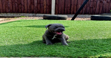 Staffordshire Bull Terrier dogs - Advert 2