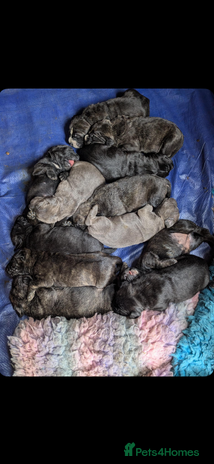 Cane Corso dogs - Advert 3