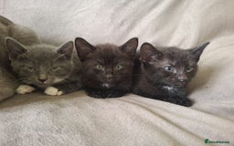 Mixed Breed cats for sale: Kittens for sale - Image 2