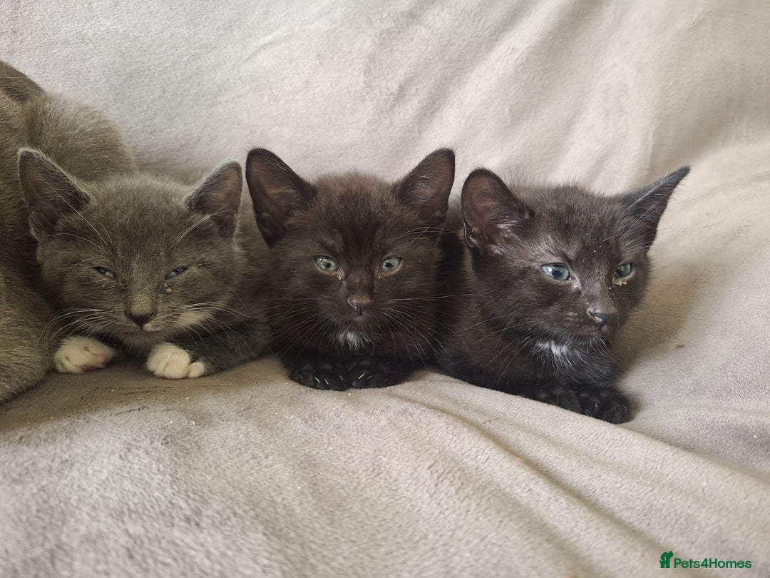Mixed Breed cats for sale: Kittens for sale - Image 2
