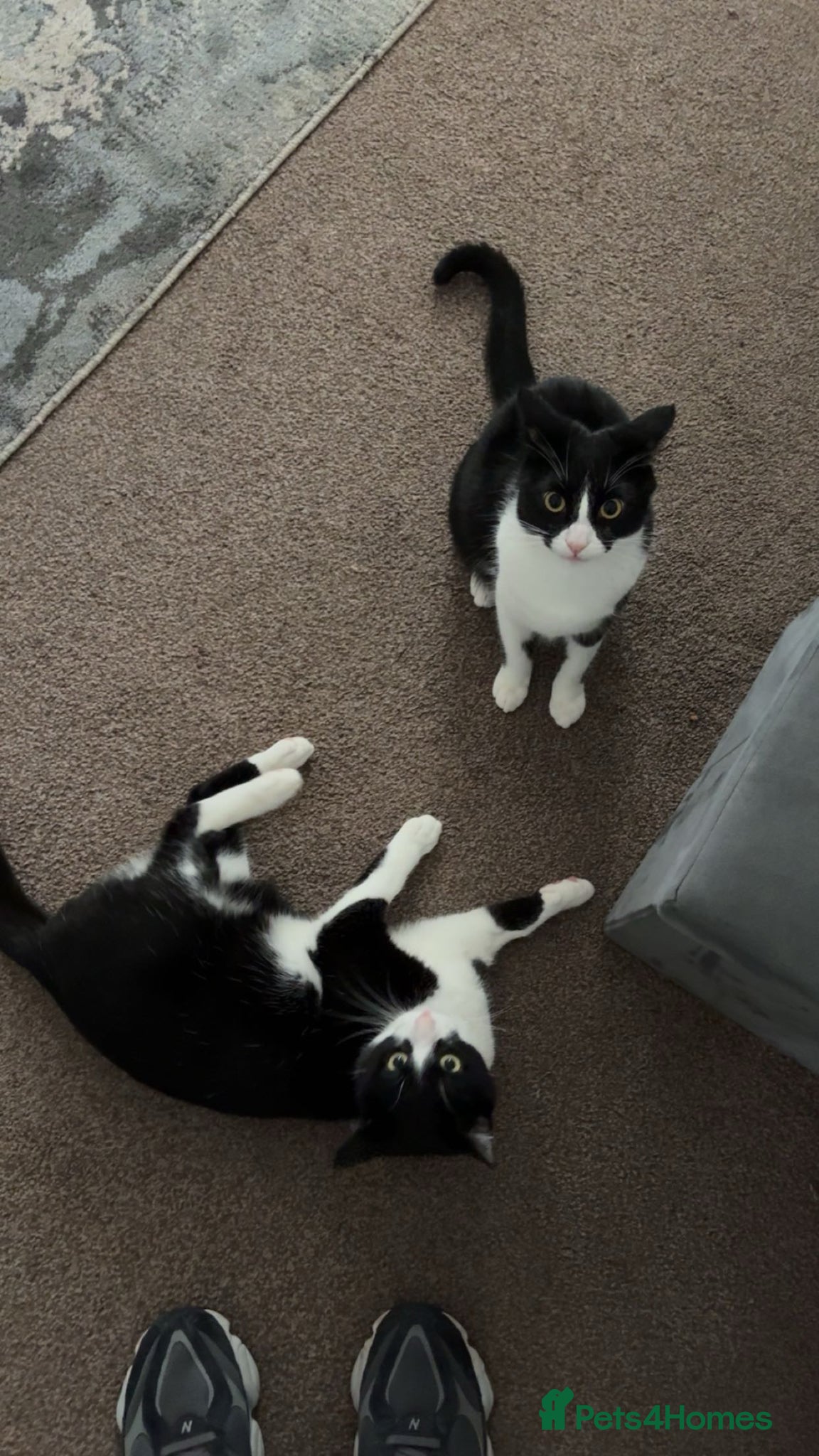 British Shorthair cats 2 1 year old cats  - Advert 1