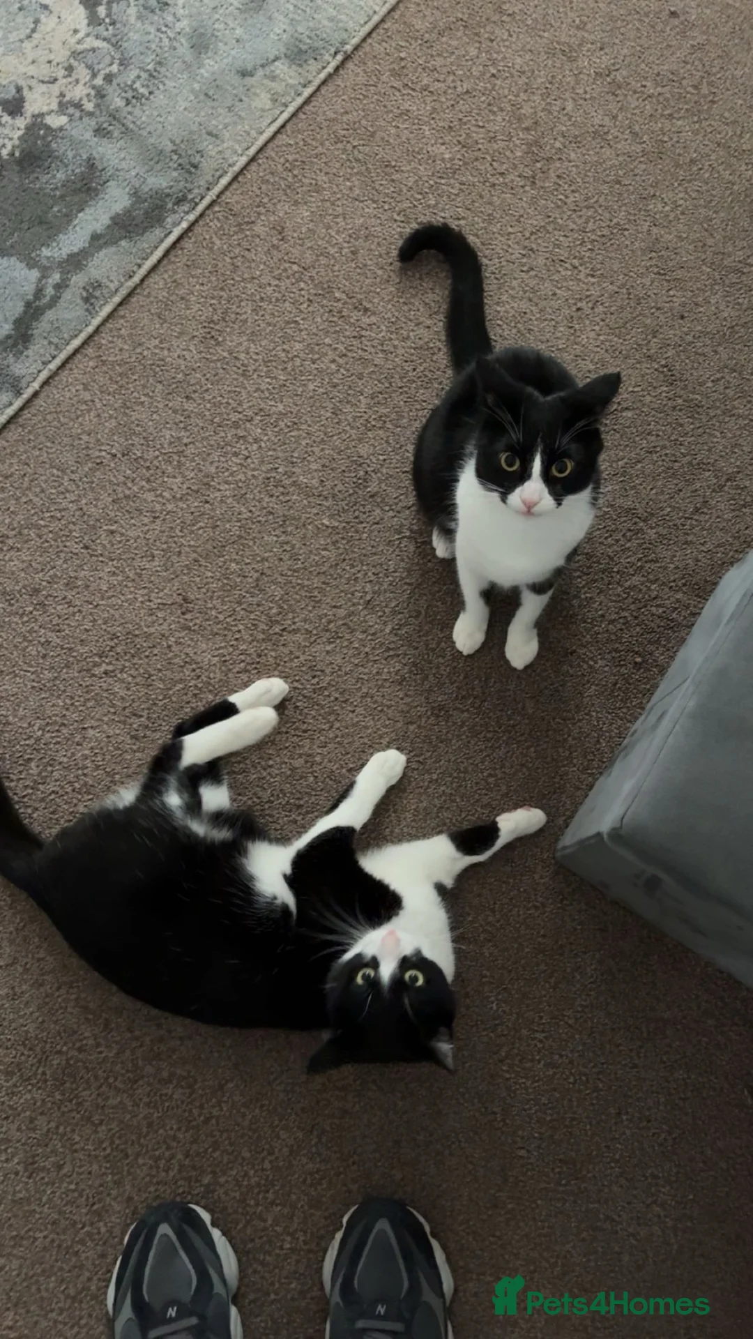 British Shorthair cats for sale: 2 1 year old cats  - Advert 1