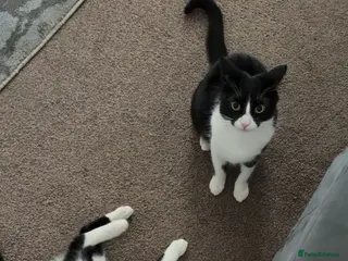 British Shorthair cats 2 1 year old cats - Advert 1