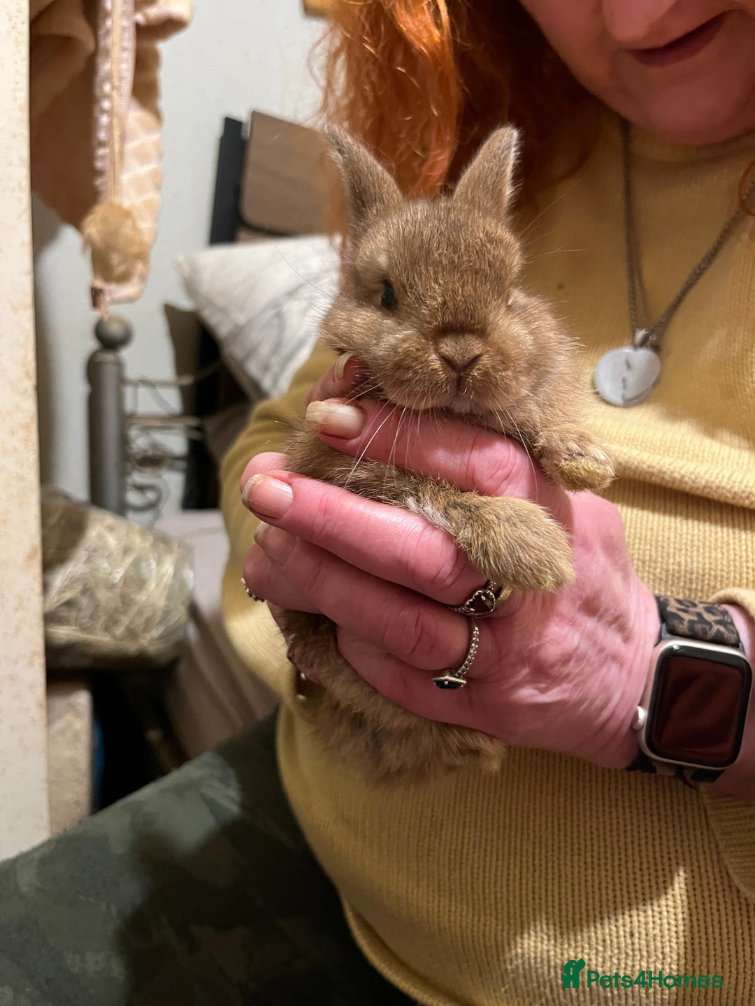 Netherland Dwarf rabbits for sale: Netherland Dwarf / Minilop - Image 2
