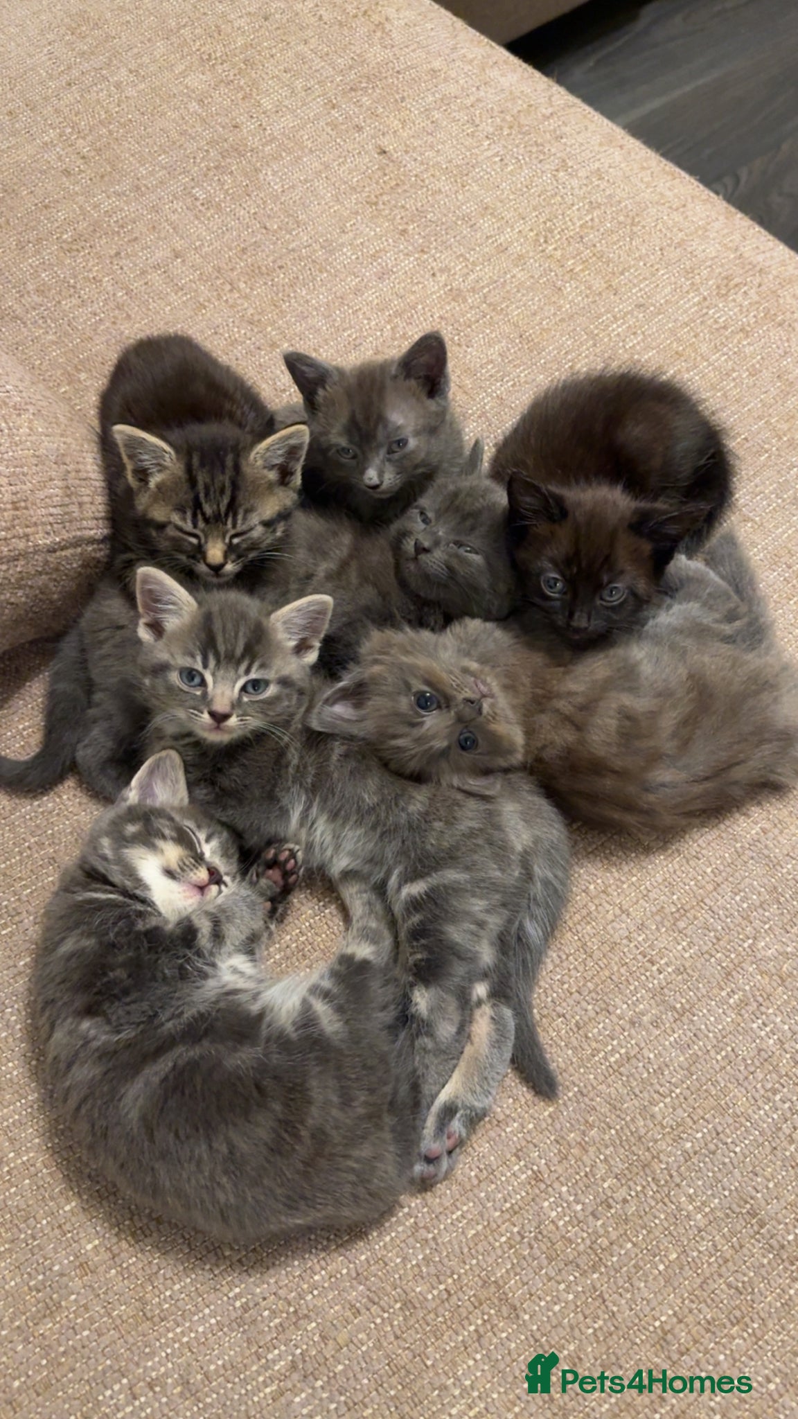 Mixed Breed cats for sale: Mixed tabby kittens for sale - Advert 1
