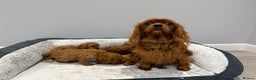 Cavapoo dogs for sale: 🐾STUNNING CAVAPOOS F1 🐾 - Advert 2