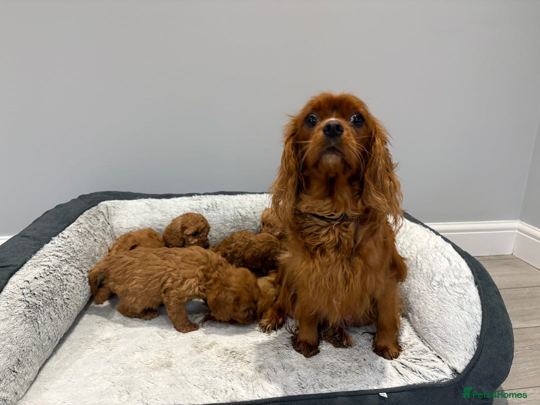 Cavapoo dogs for sale: 🐾STUNNING CAVAPOOS F1 🐾 - Advert 2